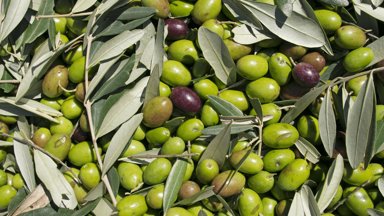 Protecting Olive Oil Authenticity with UNISOT